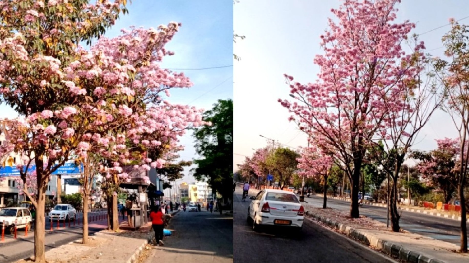 Bengaluru Is Hot Pink Right Now