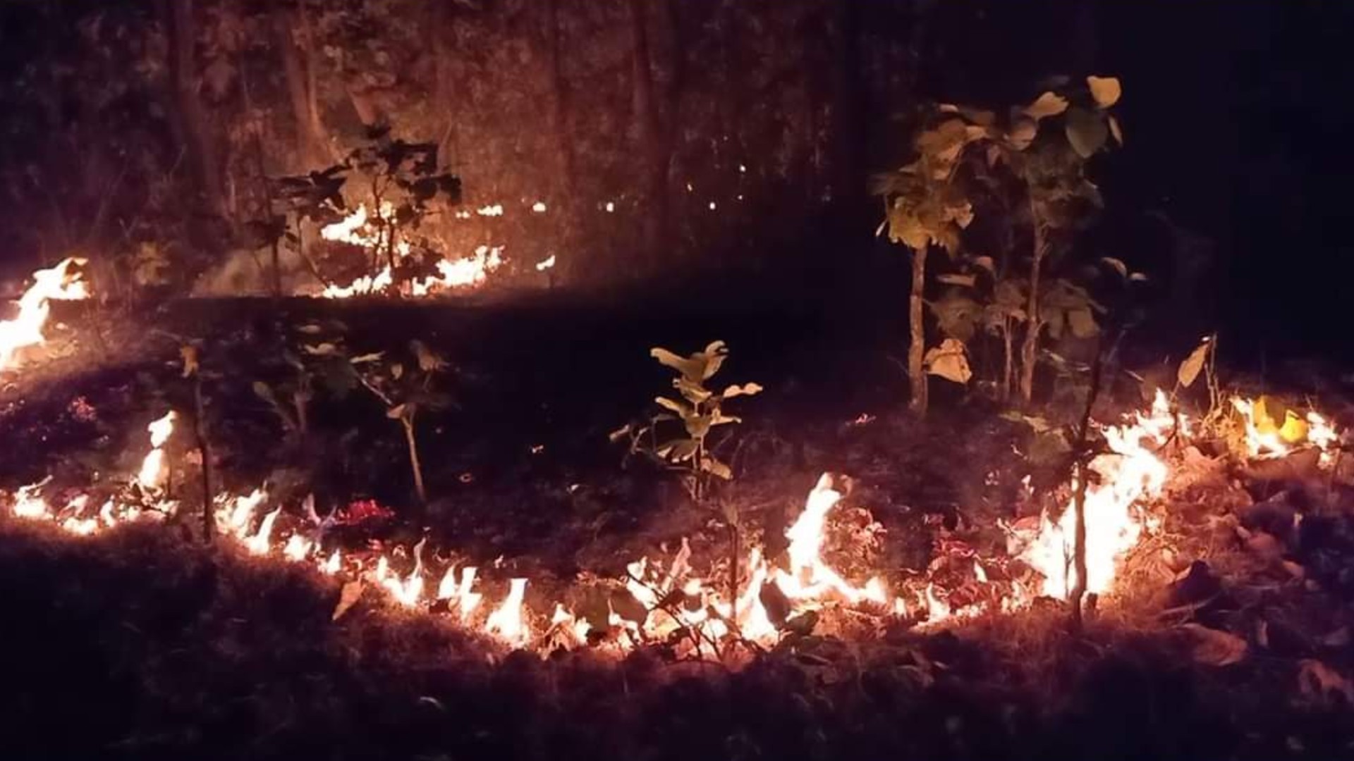 Odisha’s Similipal Tiger Reserve Burns As Massive Fire Engulfs One Third Of It