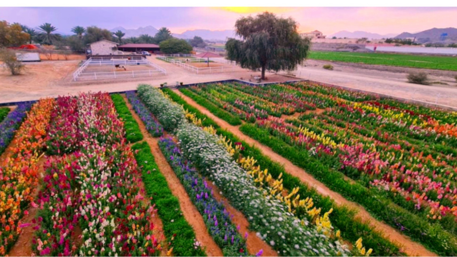 This Flower Farm Is One Of UAE’s Best Kept Secrets