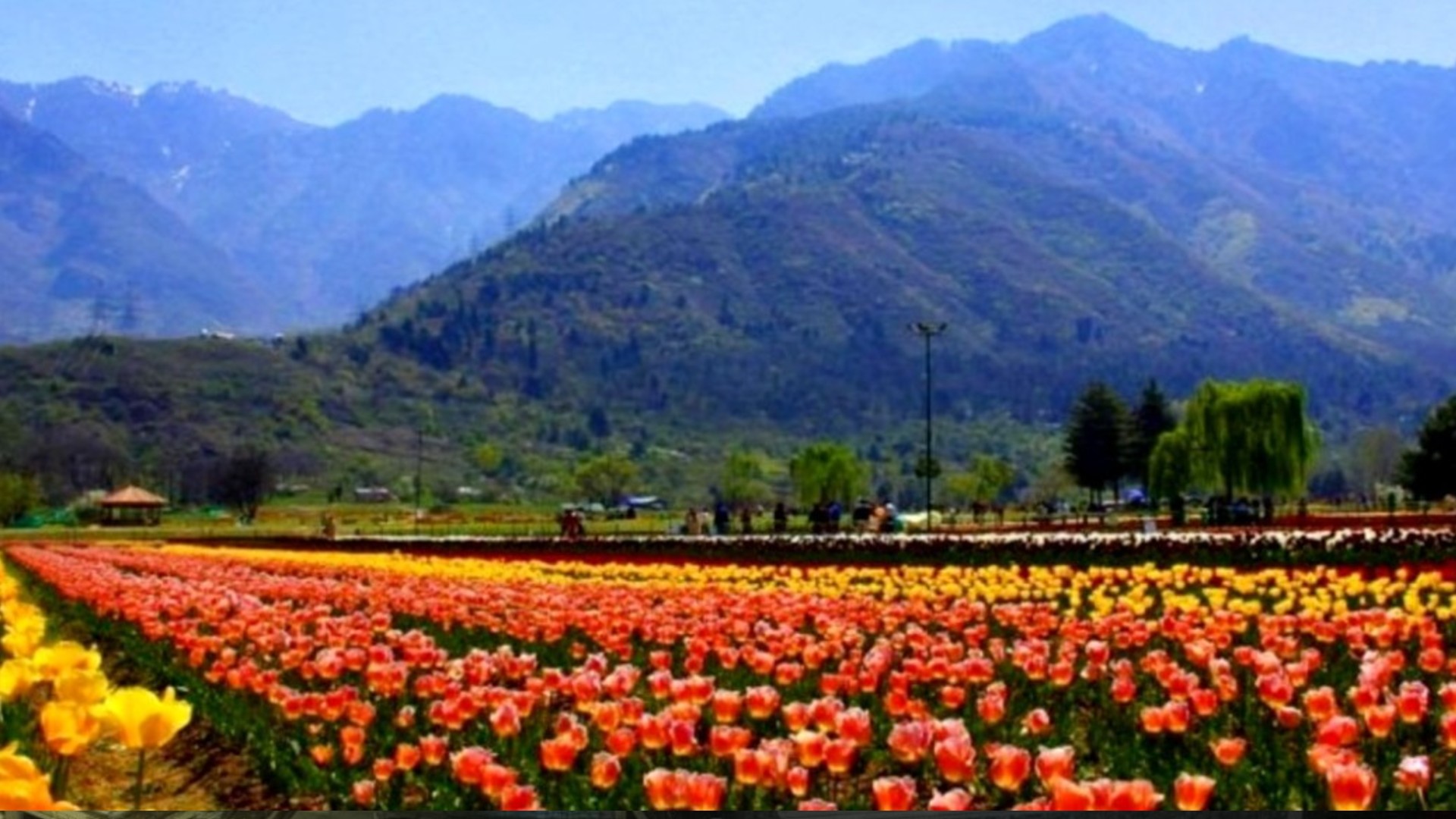 Asia’s Largest Tulip Garden In Srinagar Welcomes 50,000 Visitors In Just 5 Days