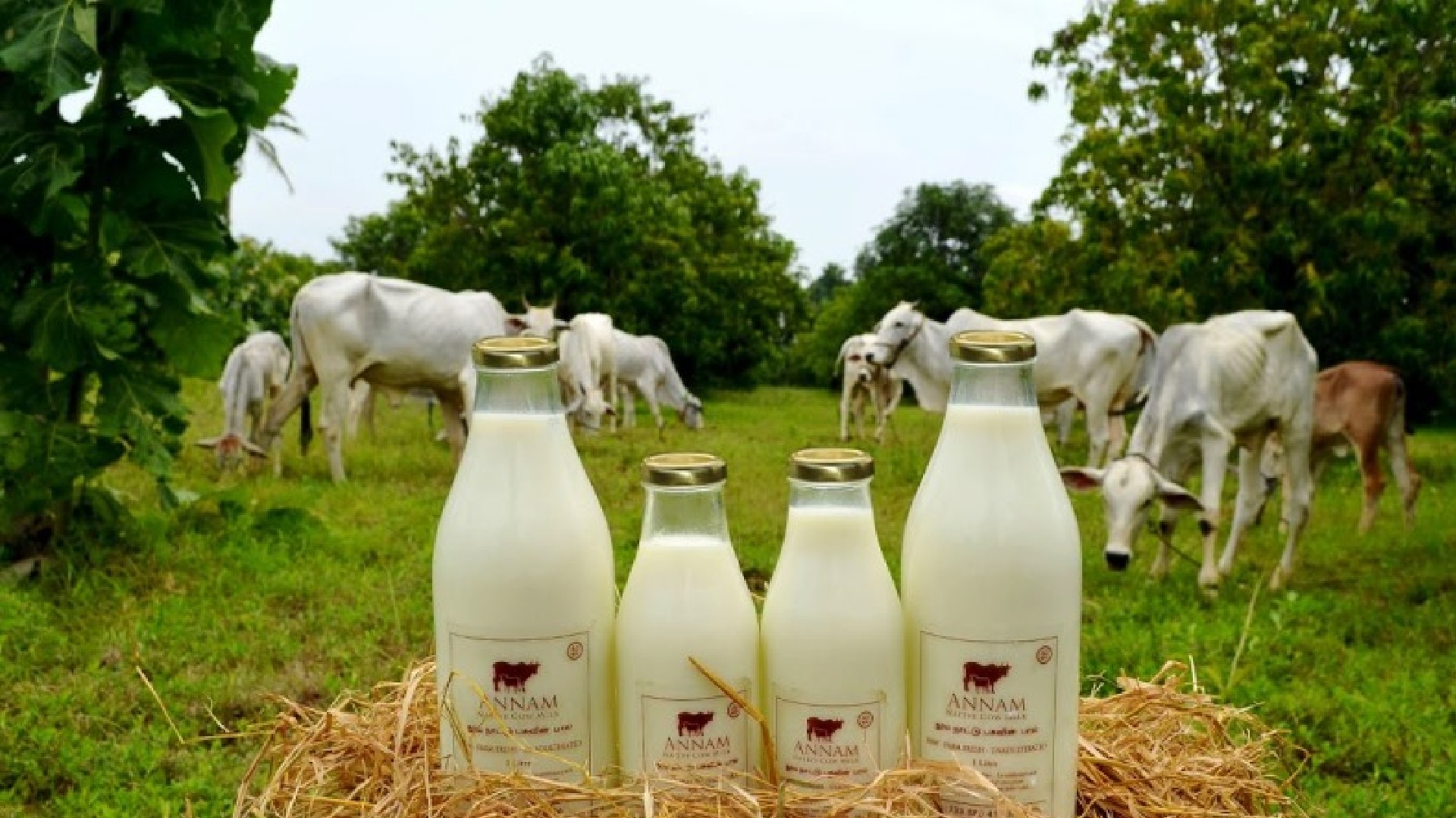 Brands Which Deliver Organic, Pesticide-Free Milk Across India Direct To Consumer From Their Farms