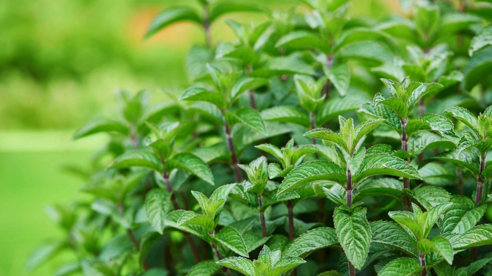 Best Benefits Of Peppermint For Skin, Hair And Health