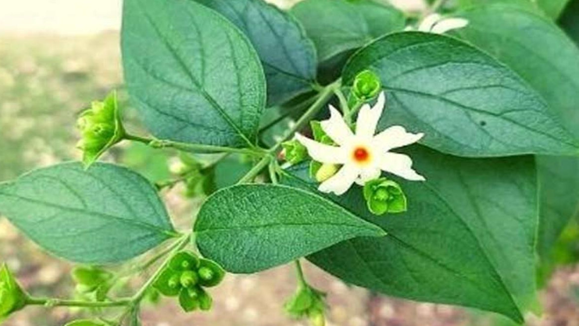 From Fever To Asthma, Parijat Leaves Is the Cure For All Your Ailments