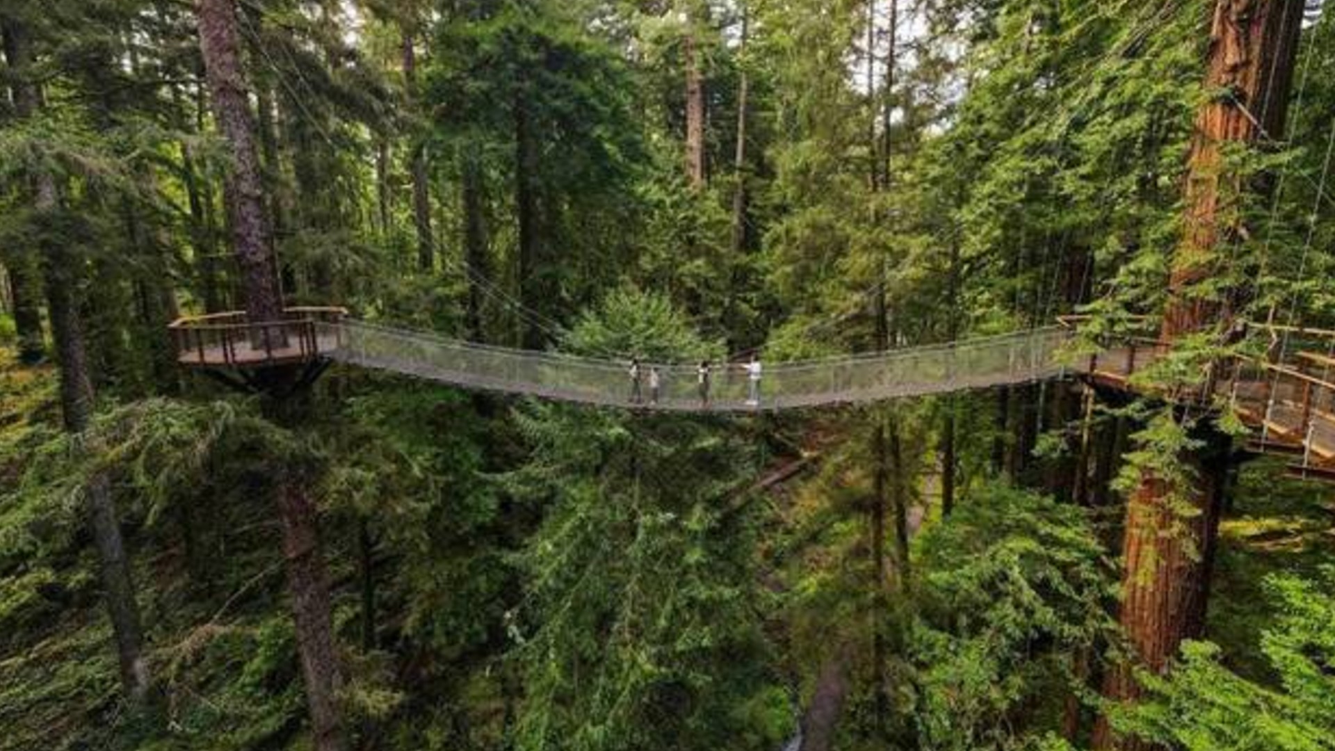 You Can Now Walk Among Giants With a Stroll on the Newly-Opened Redwood Sky Walk