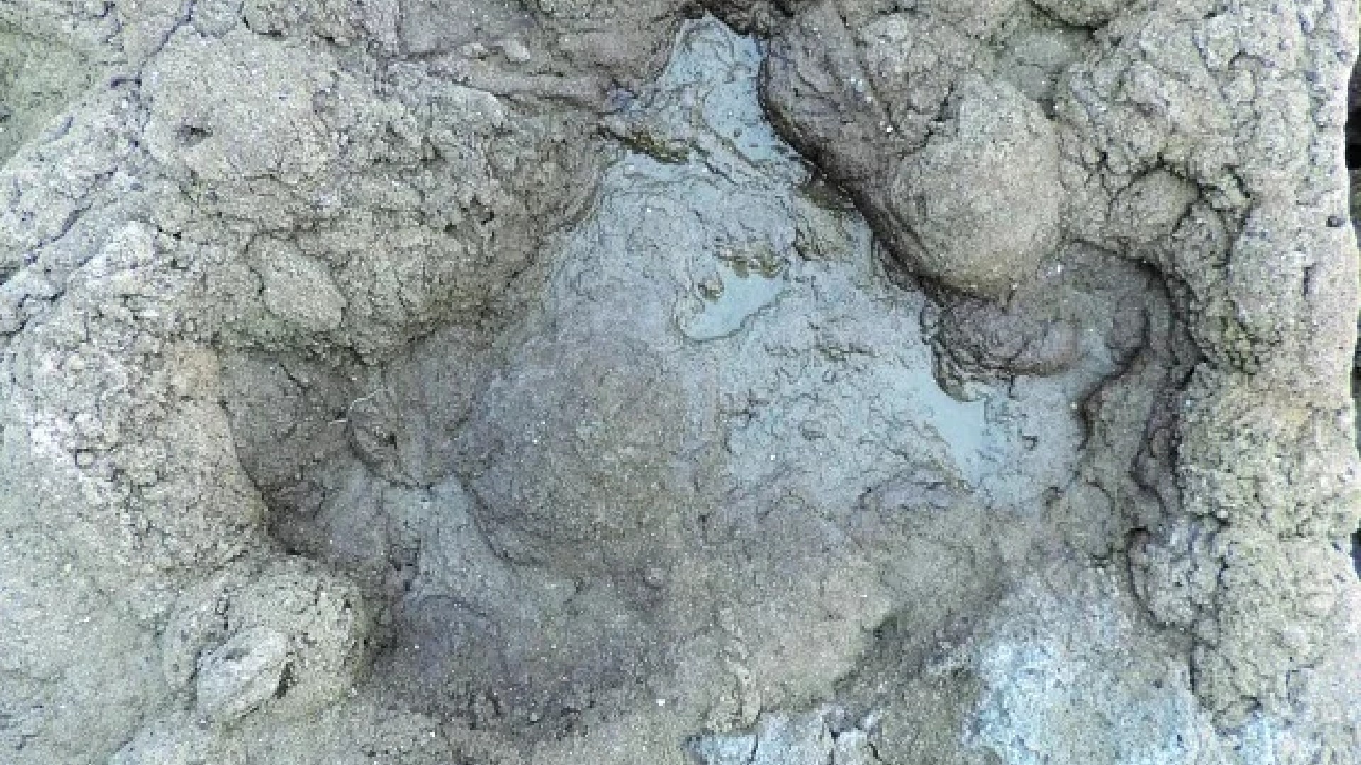 Footprints From Dinosaurs That Walked 110 Million Years Ago Found In The Uk.