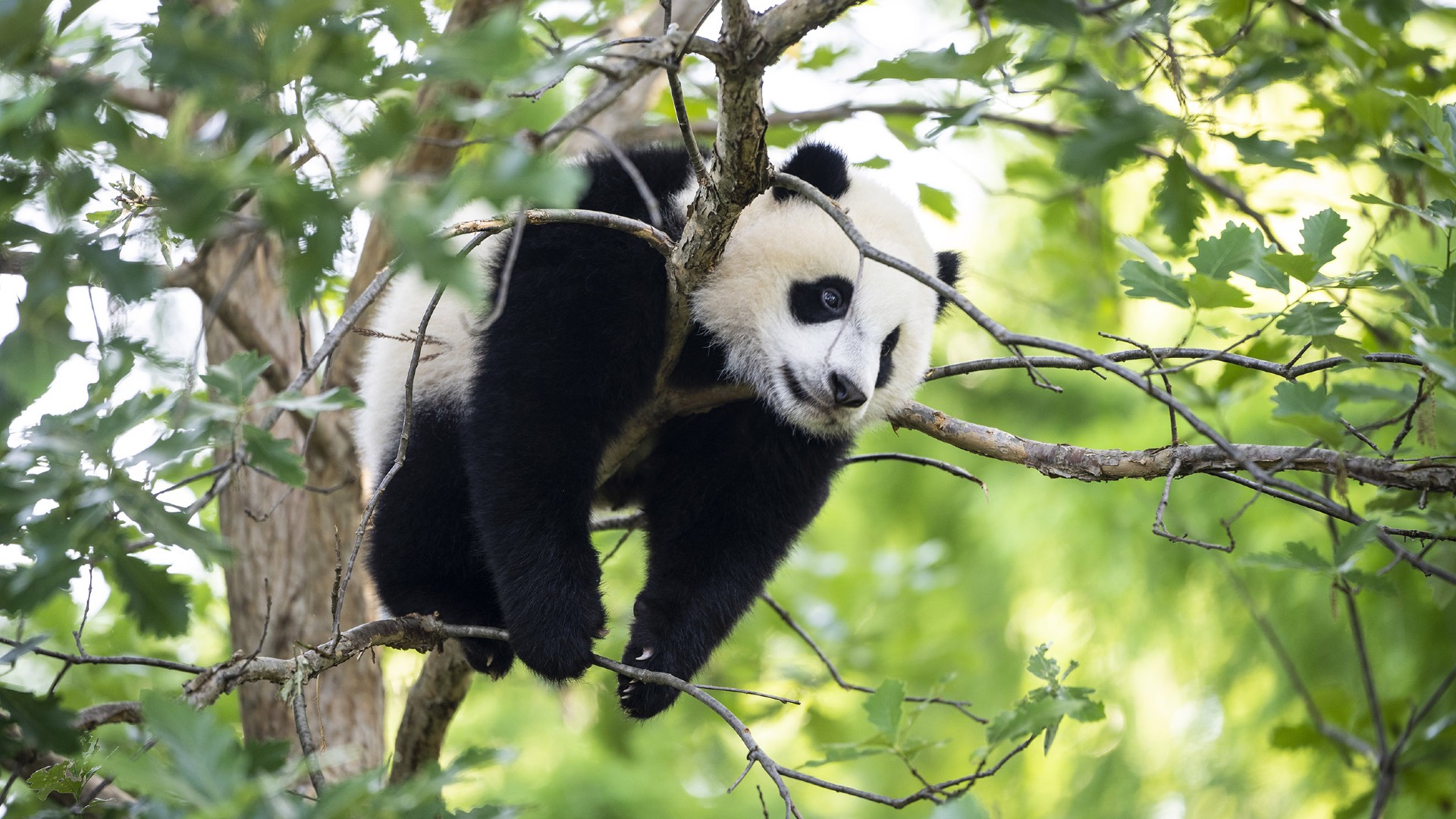 China Says Giant Pandas Are No Longer Endangered Because of Conservation Efforts