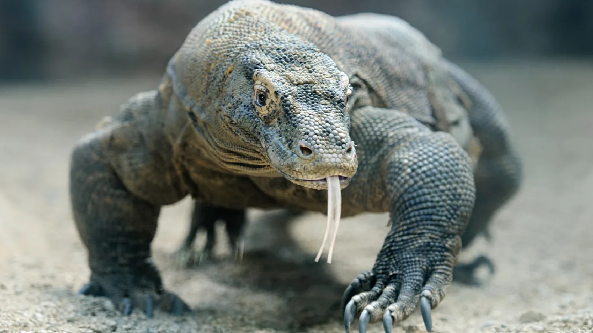 The Komodo Dragon is in danger of extinction.