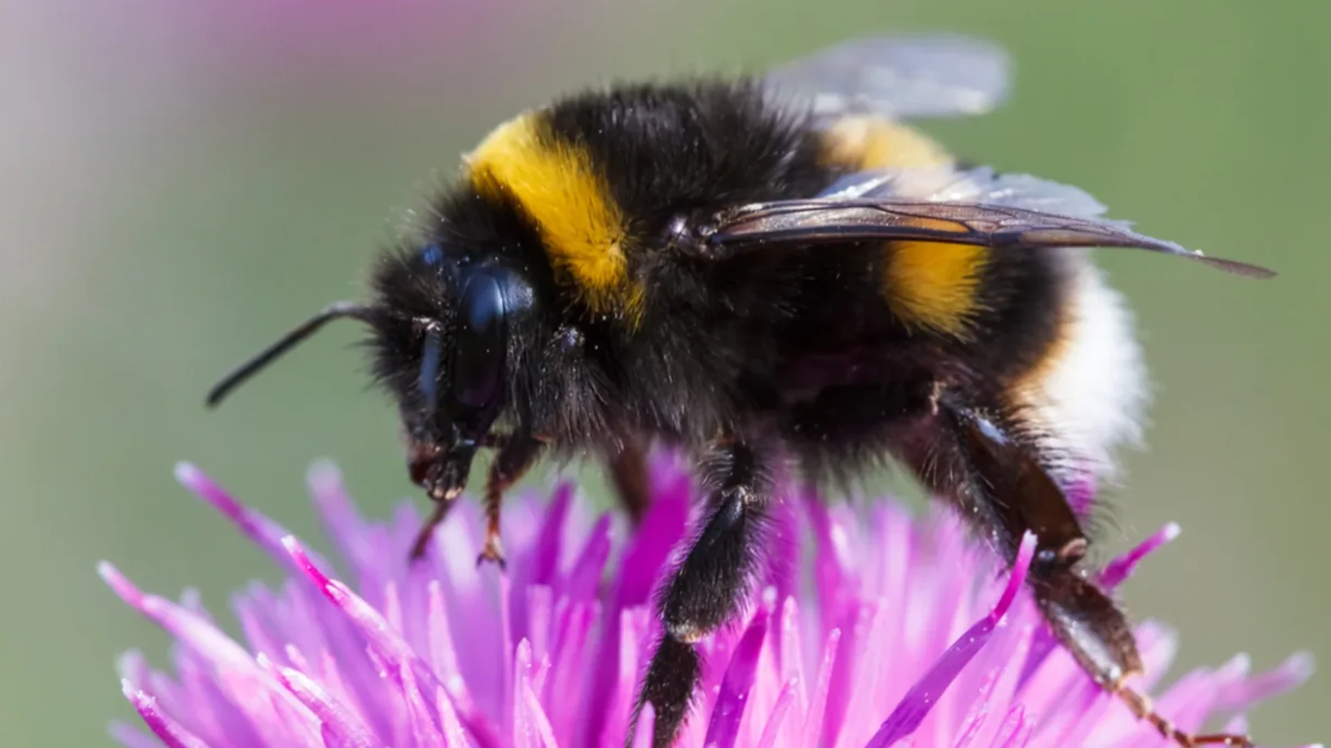 New Species Of Gut Bacteria Which Improves Memory In Bees Discovered