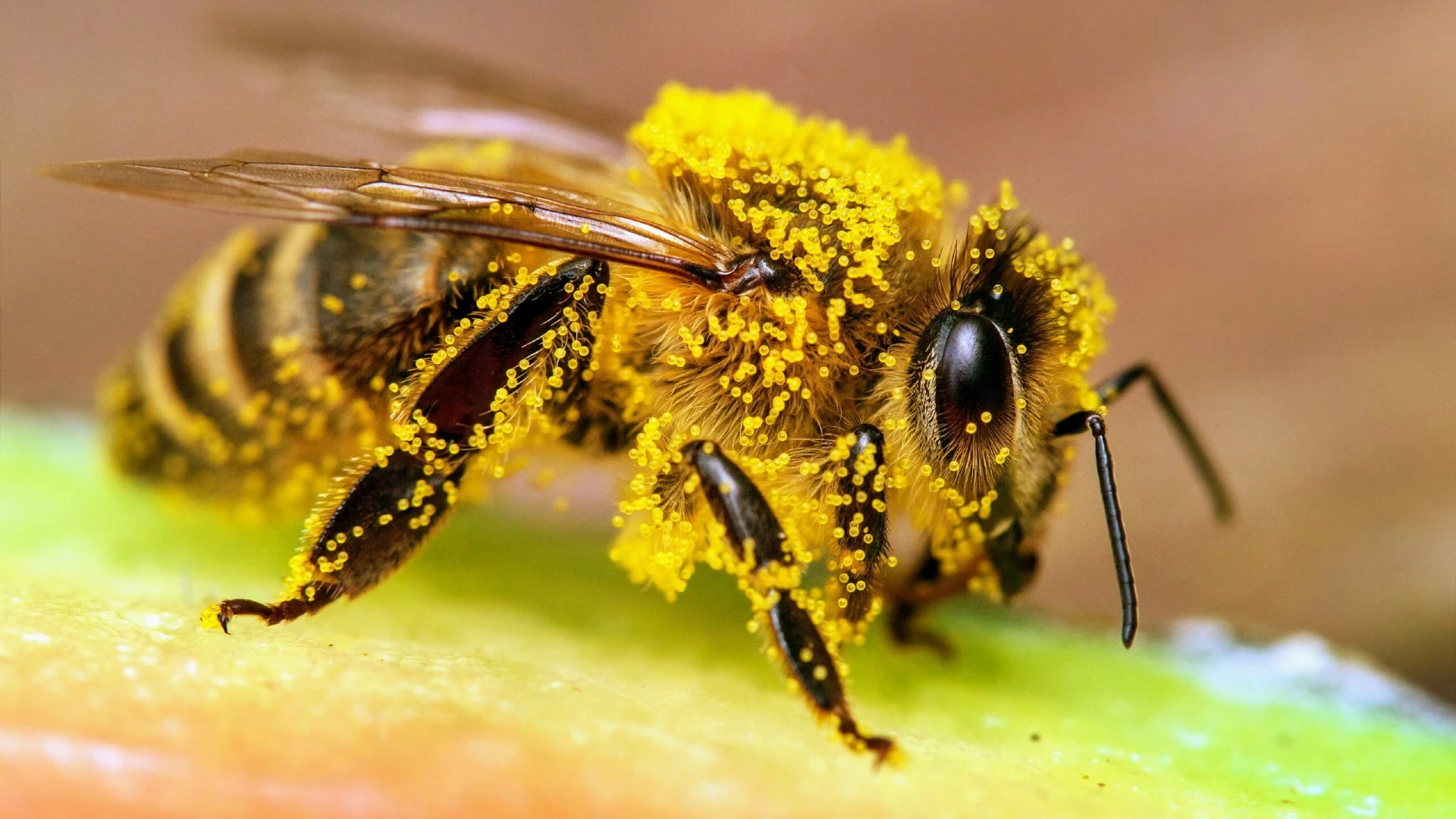 Strange but True: Honeybees Can Recognize the Difference Between Even and Odd Numbers