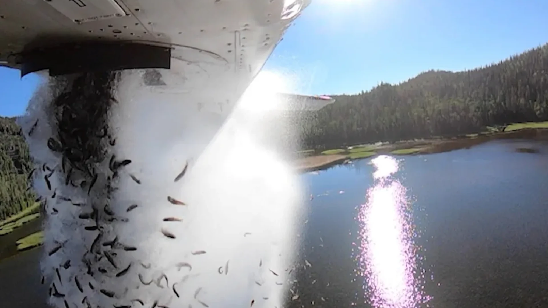 It’s Raining Fishes From The Sky, Watch A Spectacular Footage Of Thousands Of Fish Releasing From A Plane