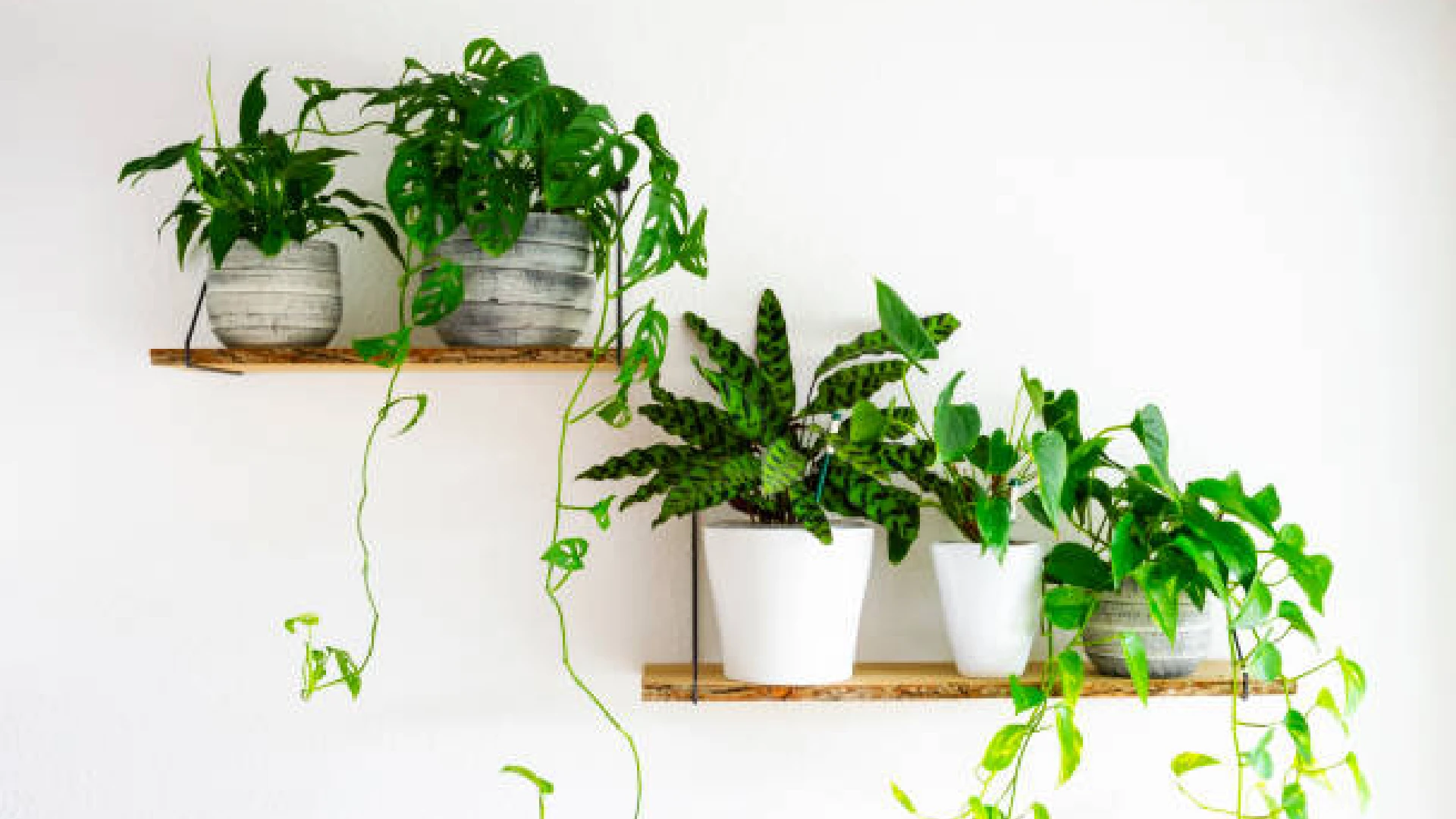 How To Display Houseplants: Innovative Ideas For Arranging Houseplants