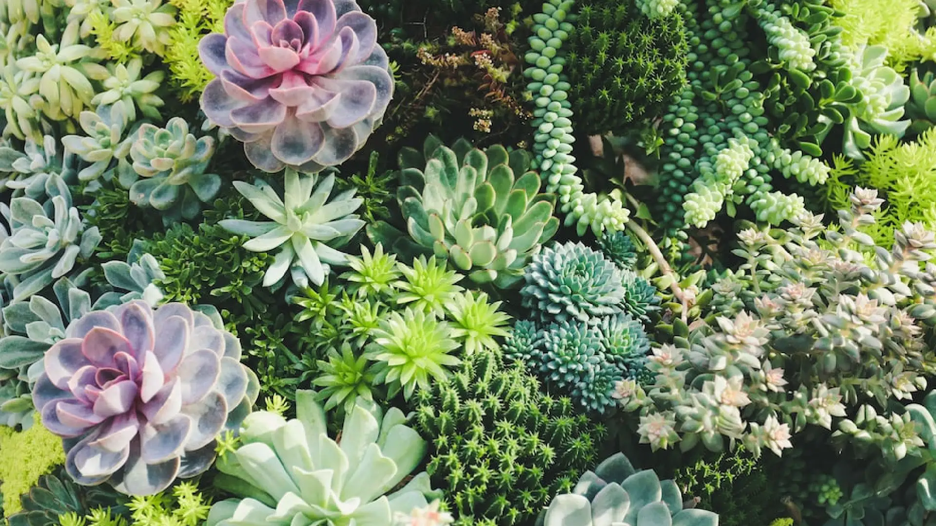 Grow A Living Succulent Wall – How To Care For Succulent Wall Planters