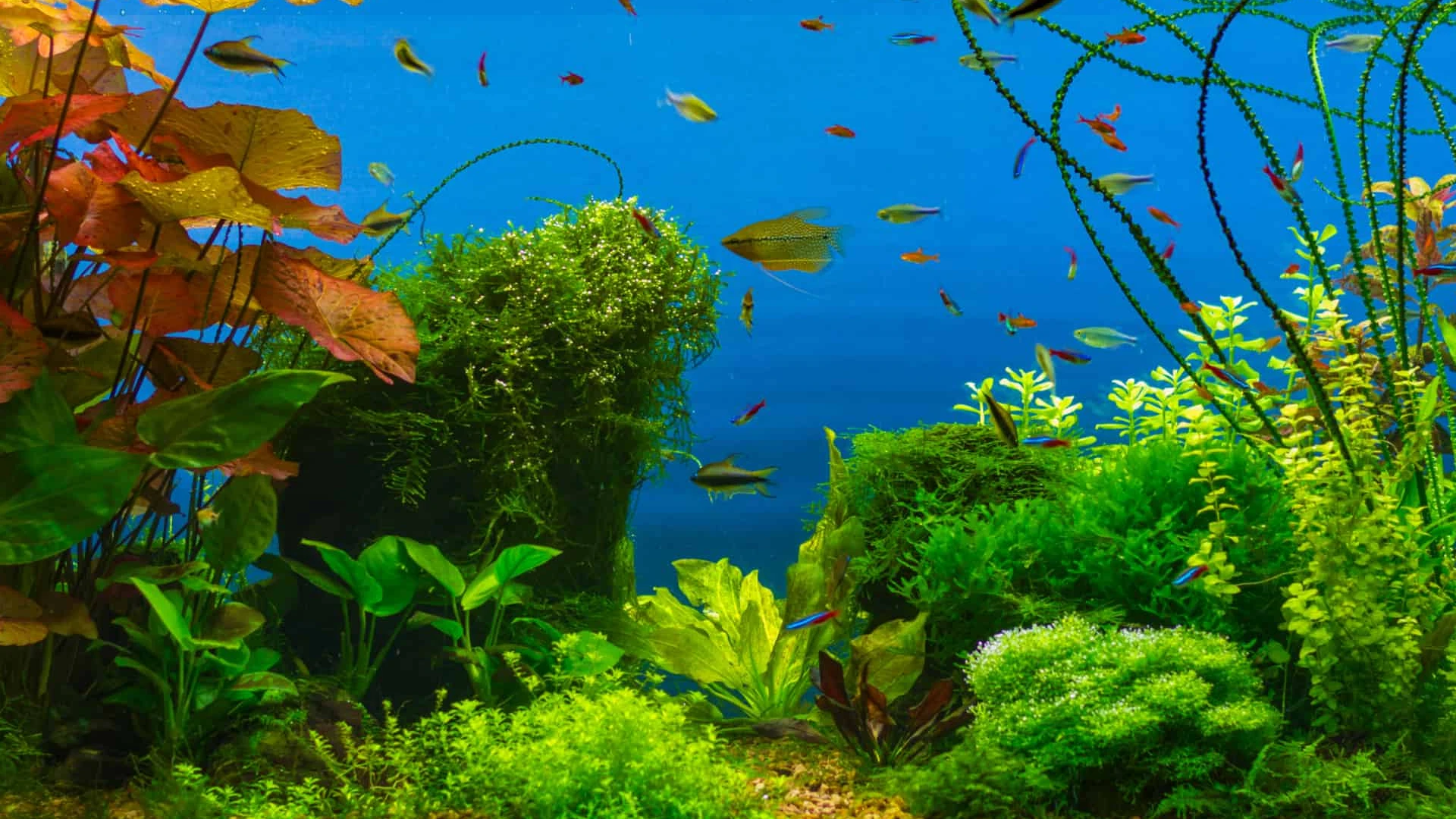 Feeding Fish Plants – What Are Some Plants That Fish Eat
