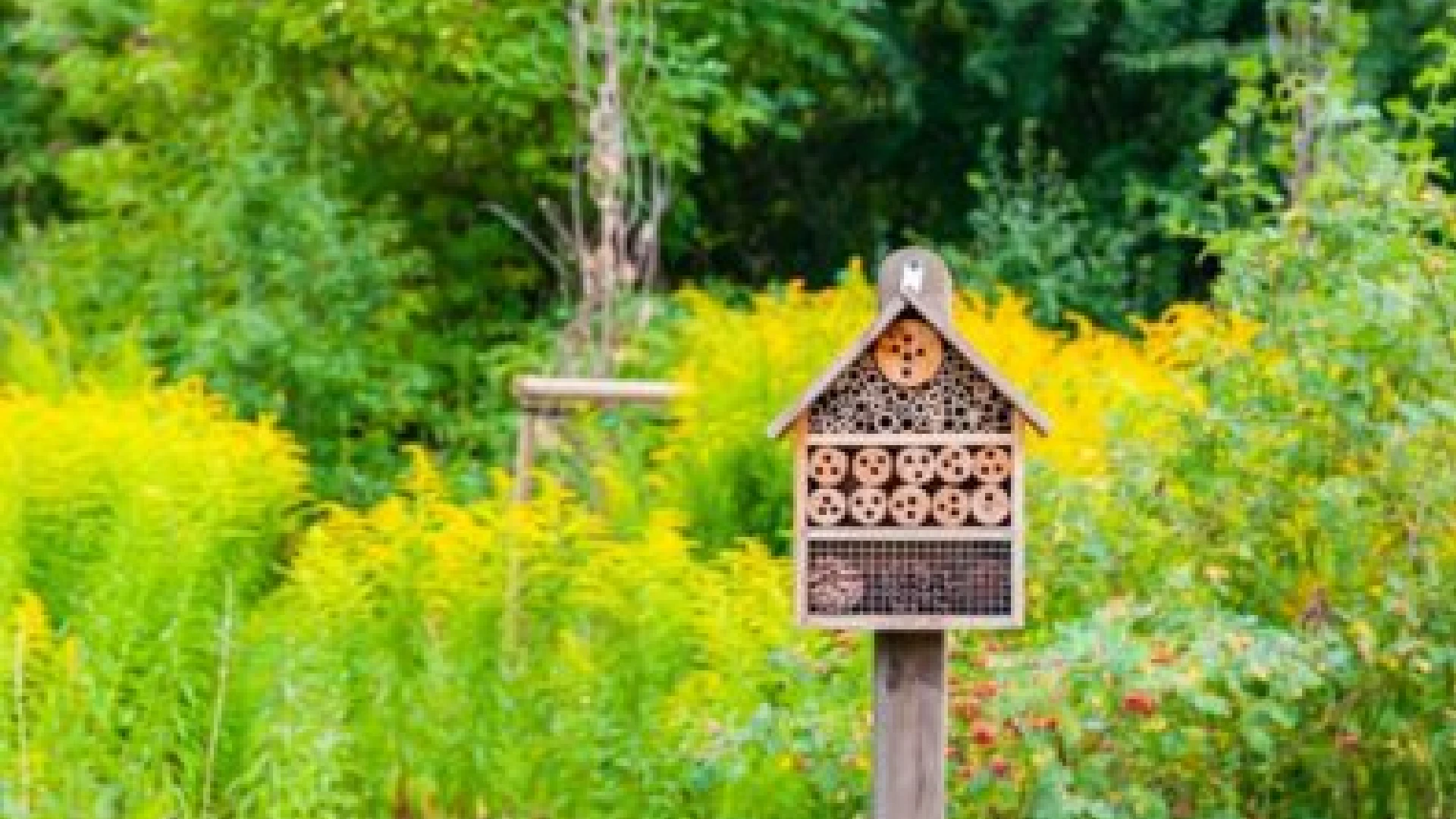 How To Create A Backyard Bee Habitat