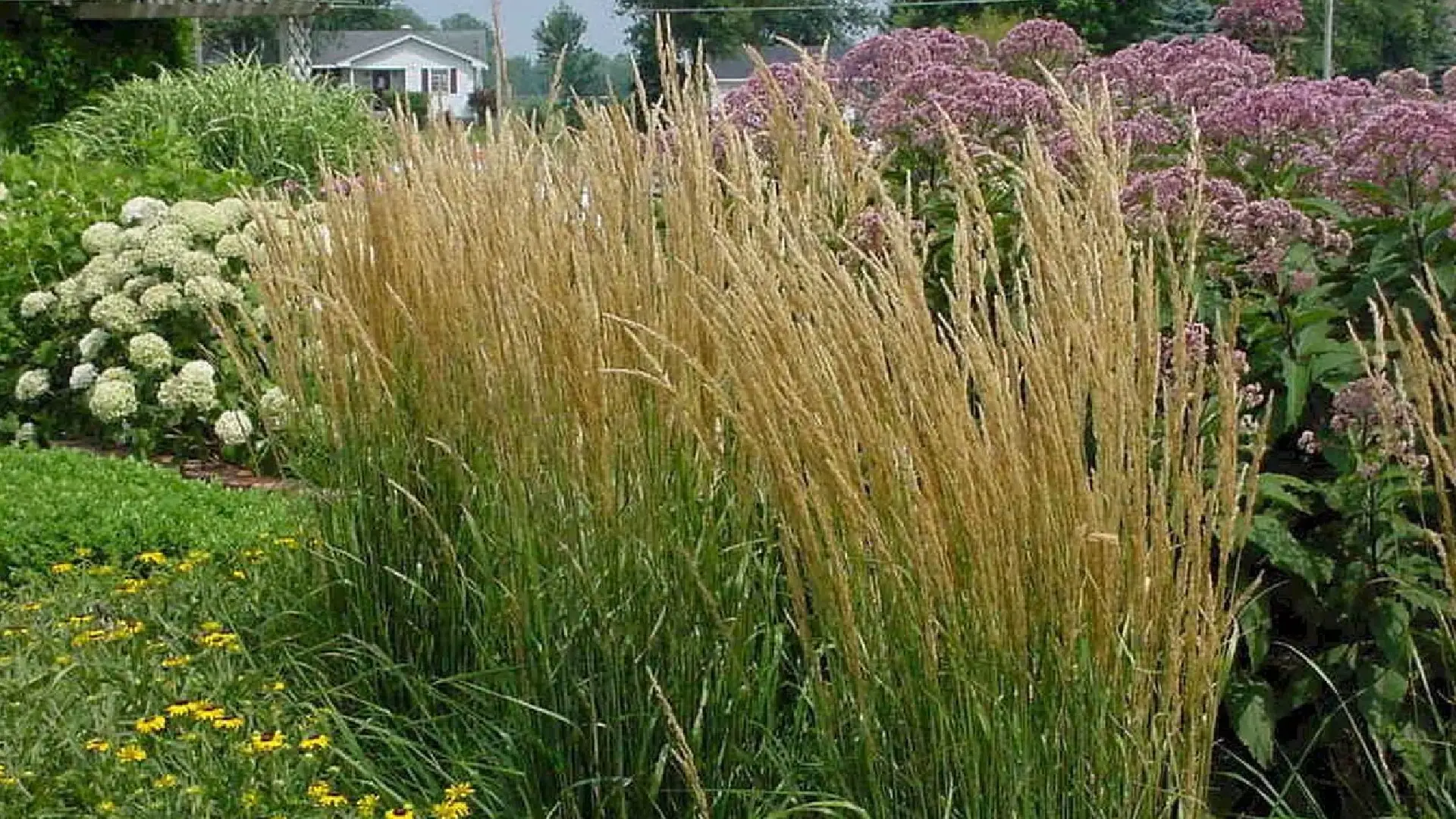 Ornamental Grasses Ohio Valley Gardeners Should Grow