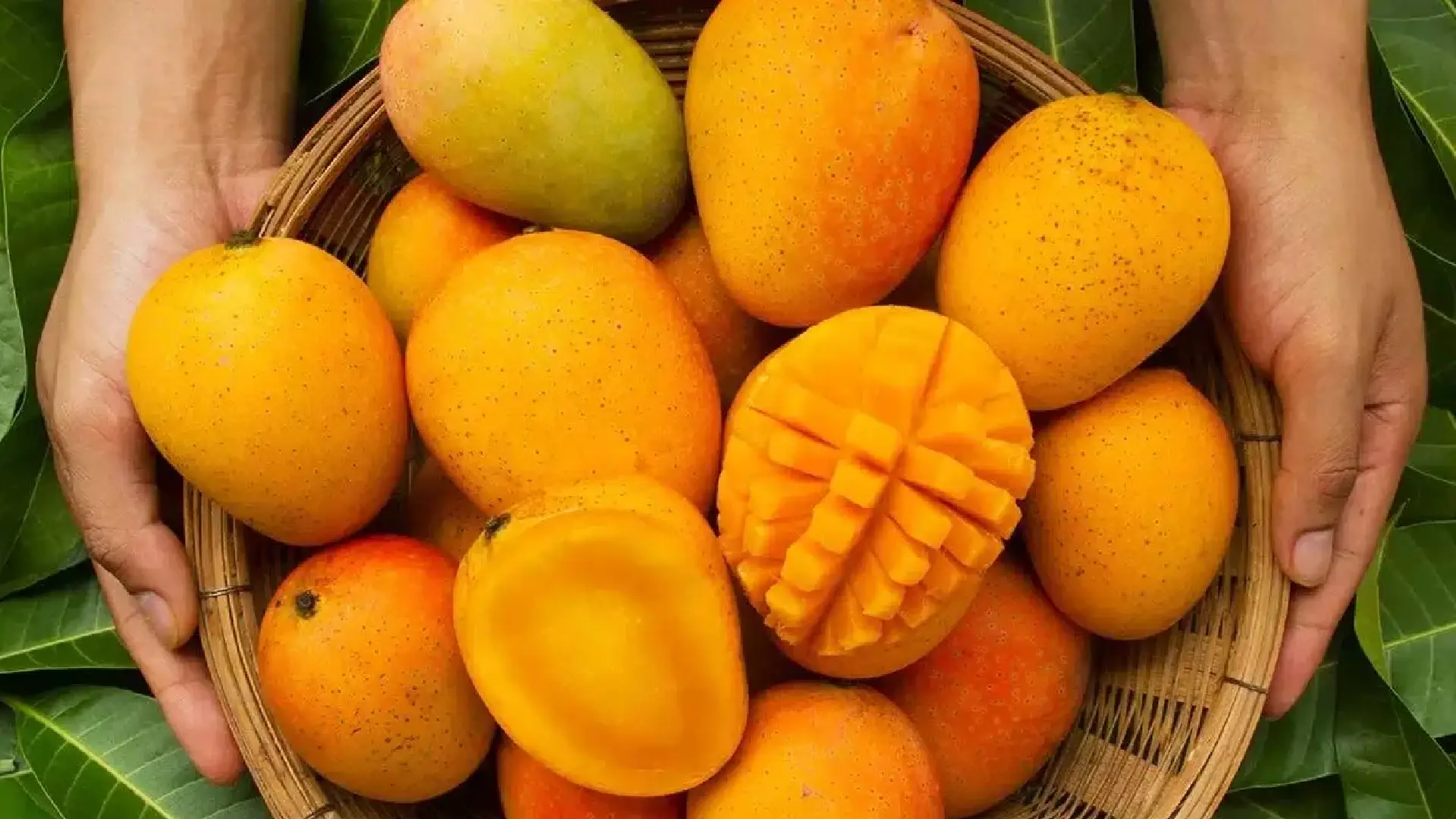 National Mango Day 2023: Creative Celebration Ideas and Delectable Recipes to Try